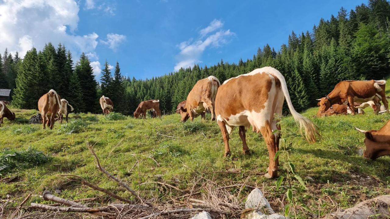 Mountain Eco Chalet Konjska Dolina On 1400 M Asl -Near Pokljuka Srednja Vas v Bohinju Eksteriør billede